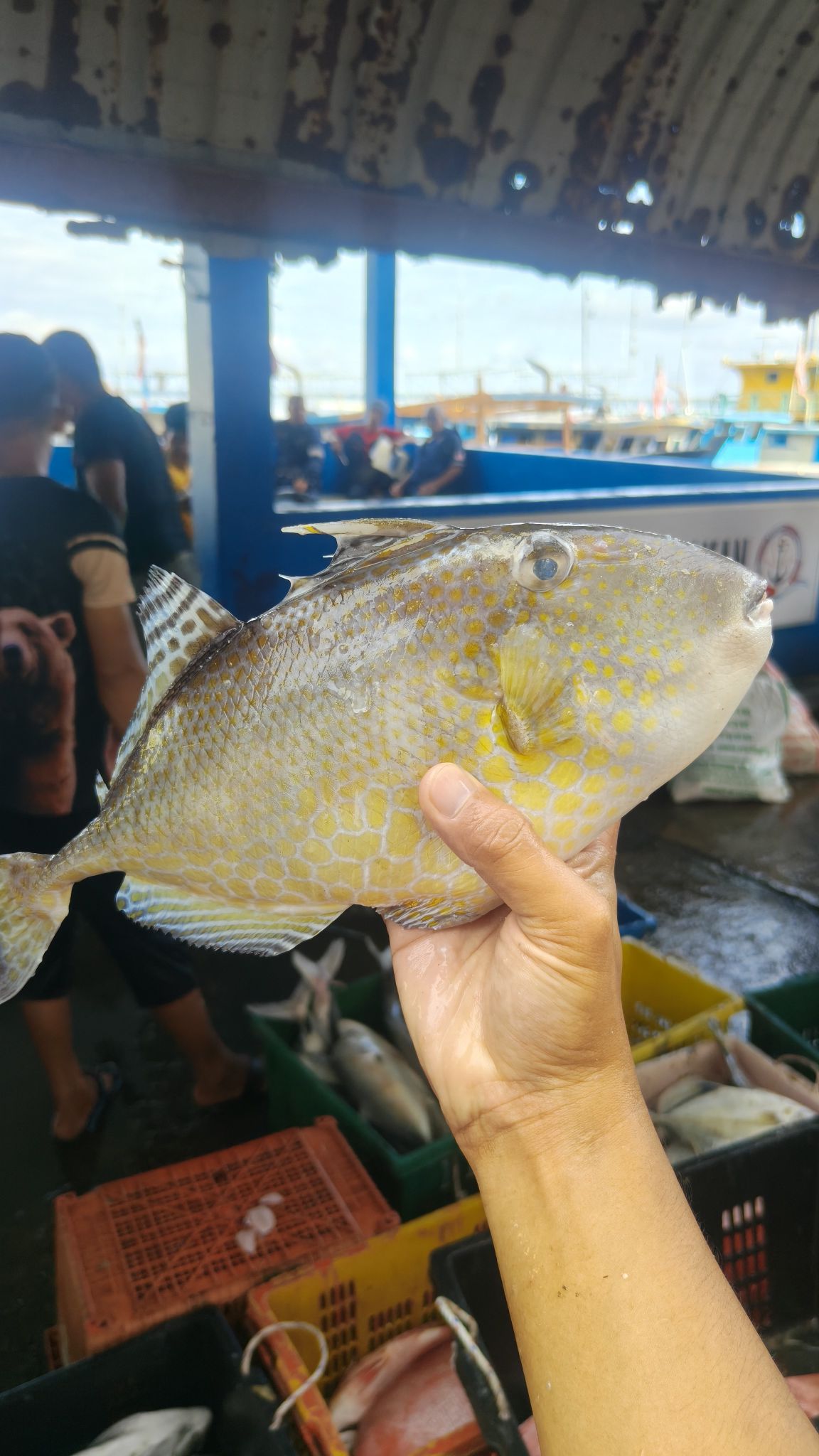Daily Fresh Fish | Sandakan