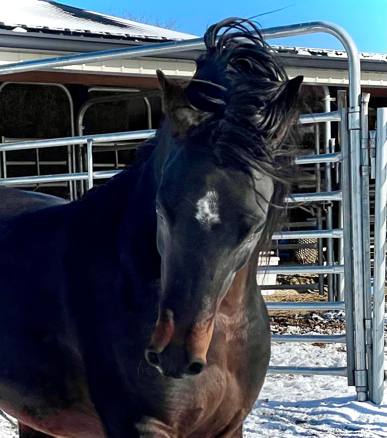 WC Sir Habbas Azeer -2020 PB... - West Creek Arabians