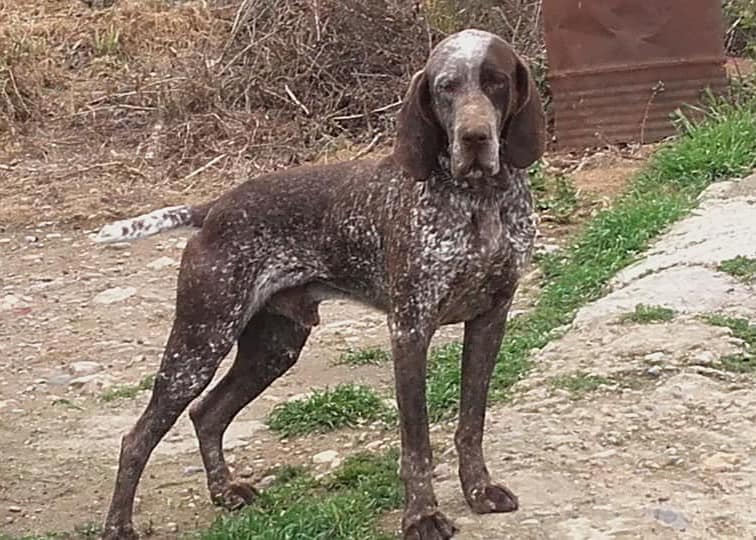 Ohio Valley Burgos Dogs | Facebook