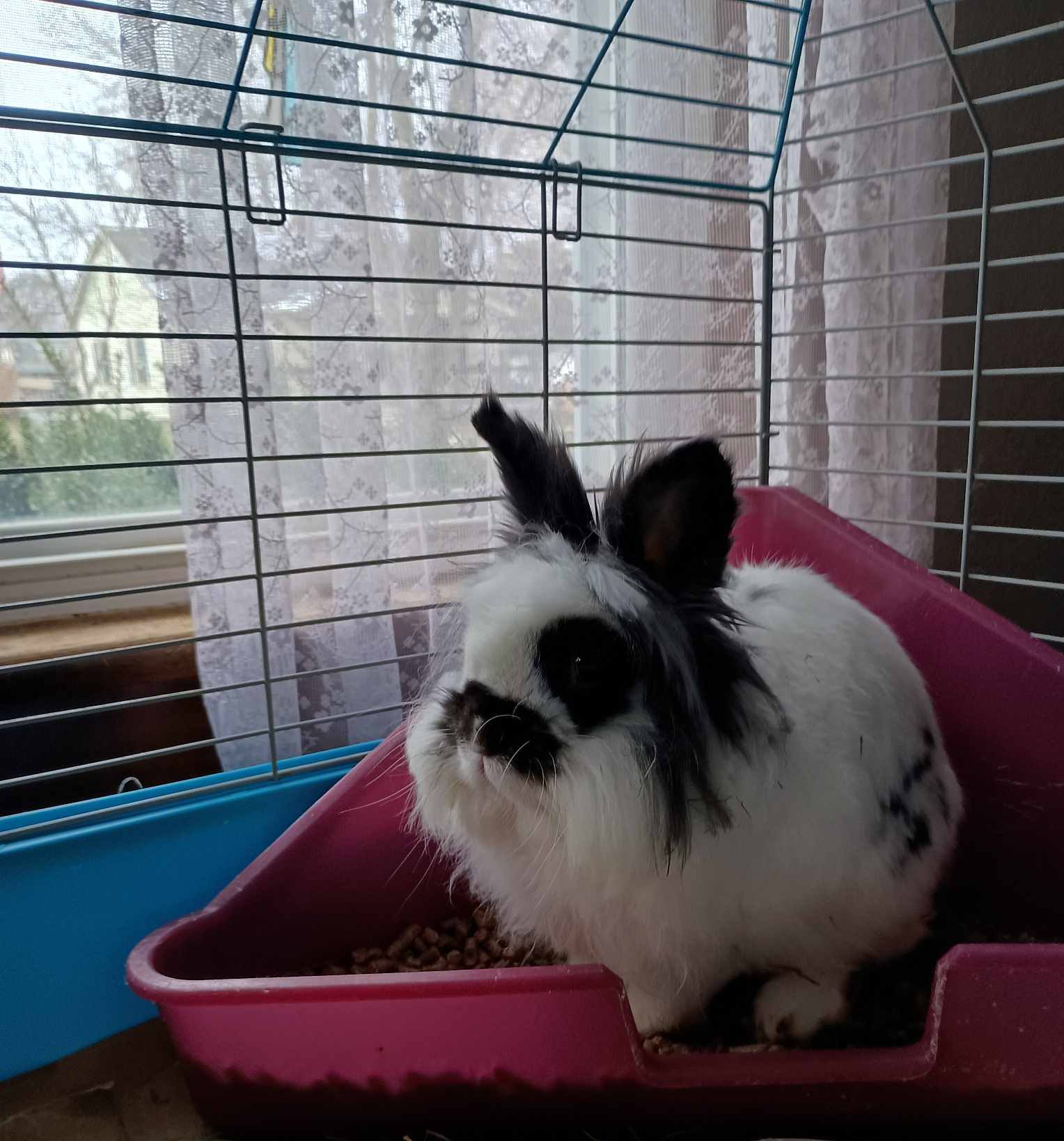 Rabbit Rescue Rangers