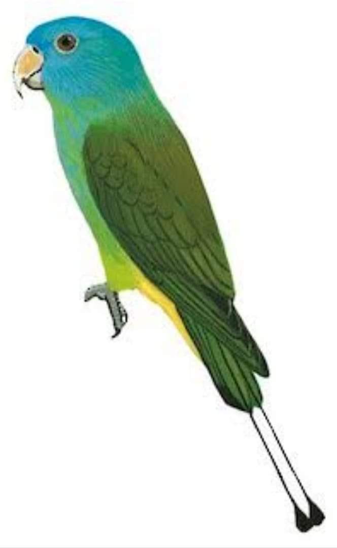 WORLD PARROT 44. BLUE-HEADED RACQUET... - Parrot Indonesia | Facebook