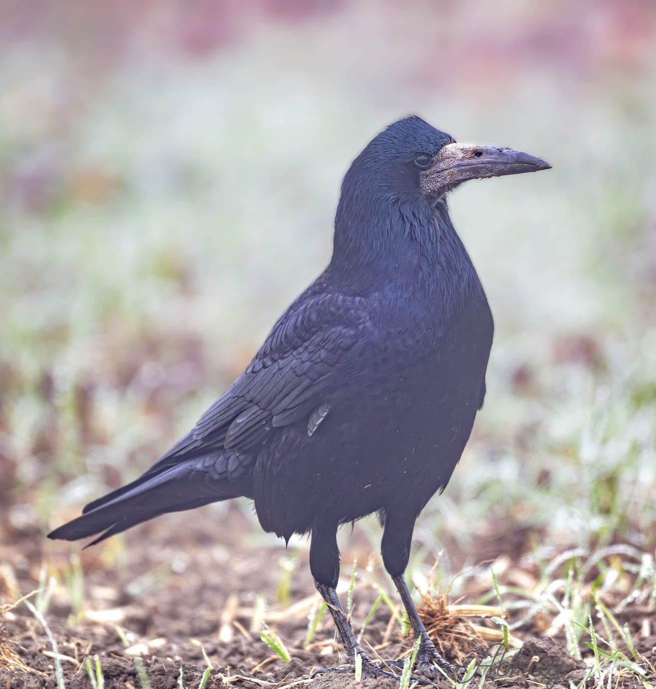 Indian Birds | Rook (Corvus frugilegus) डोमकावळा Jammu