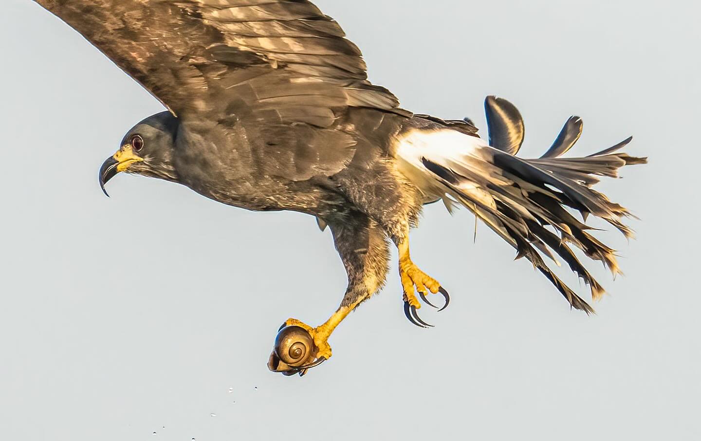 SNAIL SNATCHER The... - Peter Cavanagh Birds