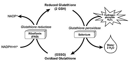 is glutathione a peroxide lipid accumulation mainly by absence, or insufficient activity, of selenium peroxidase peroxidase 4 (GPX4) Zeeglow Max Kojic Acid