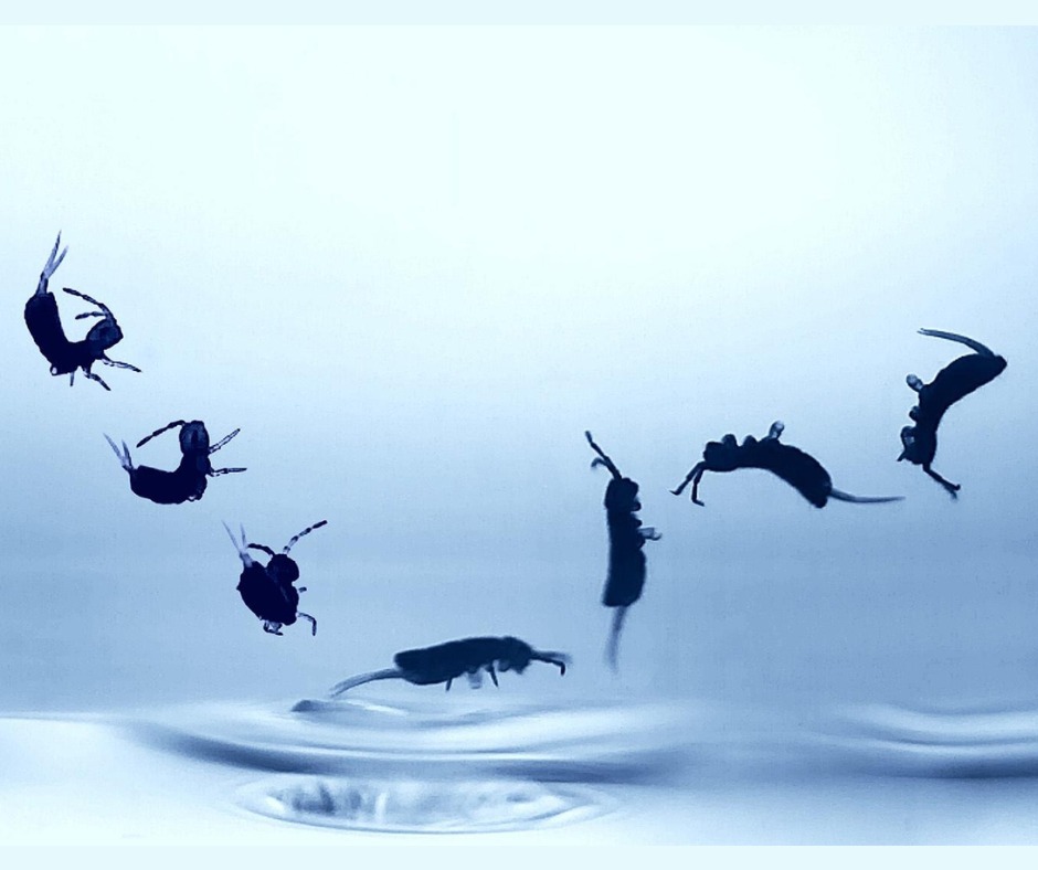🌱🚀 Springtails have evolved a... - Canadian Museum of Nature