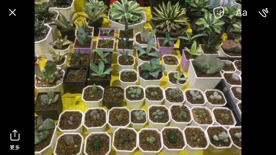 今明兩天建國花市第三區 近仁愛路 有多肉植物 仙人掌 展售活動 Bear S Paw 天儀的龍舌蘭植物 Facebook
