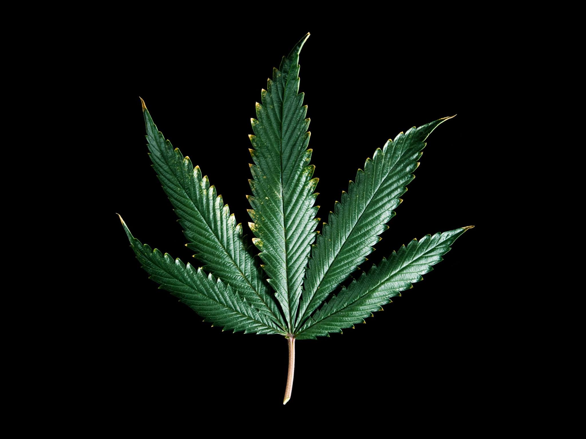 Afro Amerijuana Home Facebook Learn more about the history, effects, and legality of marijuana. facebook