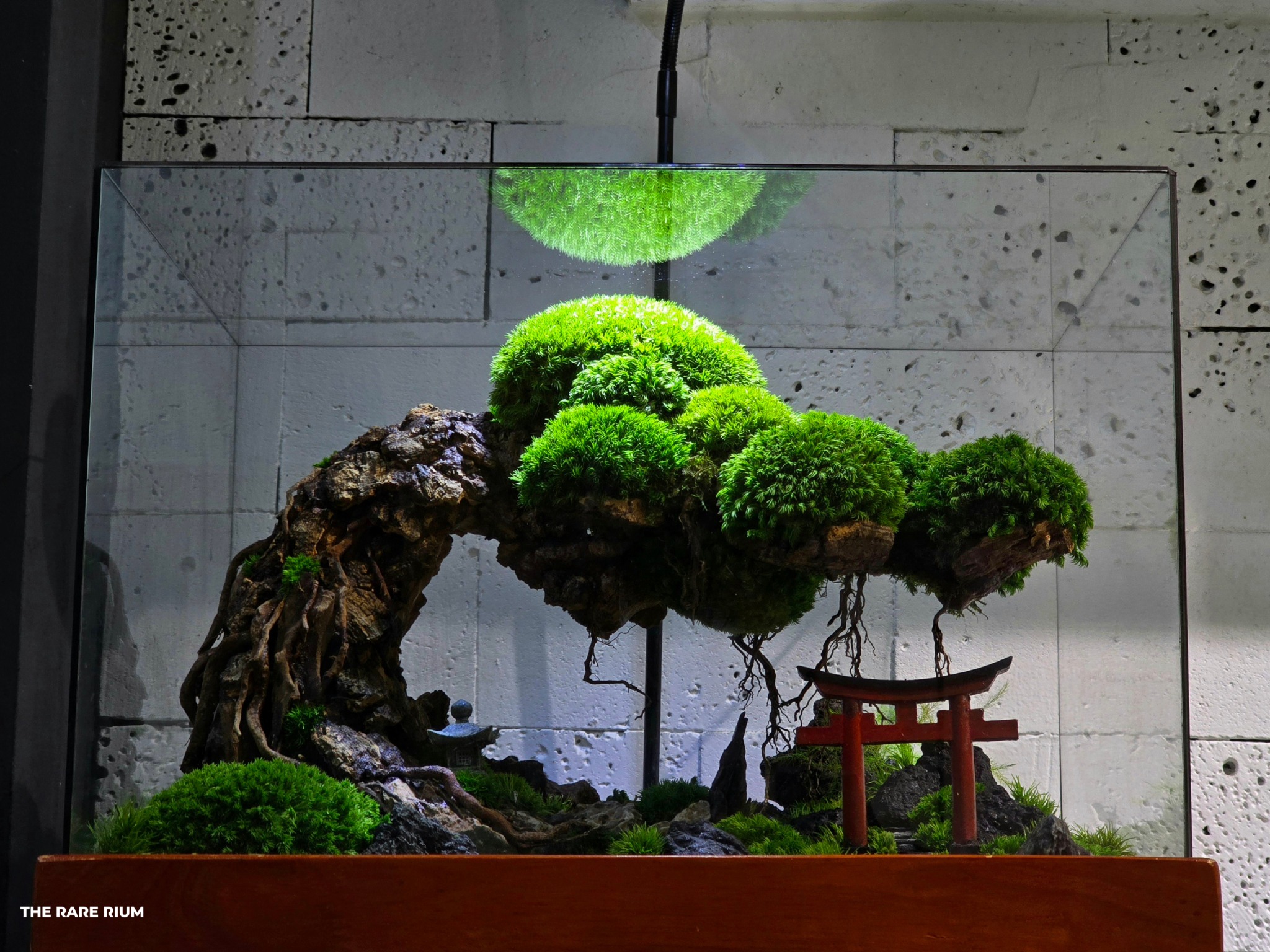 The Rare Rium - Plant &... - The Rare Rium - Plant & Moss Art