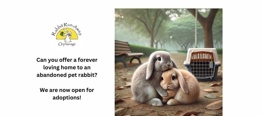 Rabbit Run-Away Orphanage | Olinda VIC