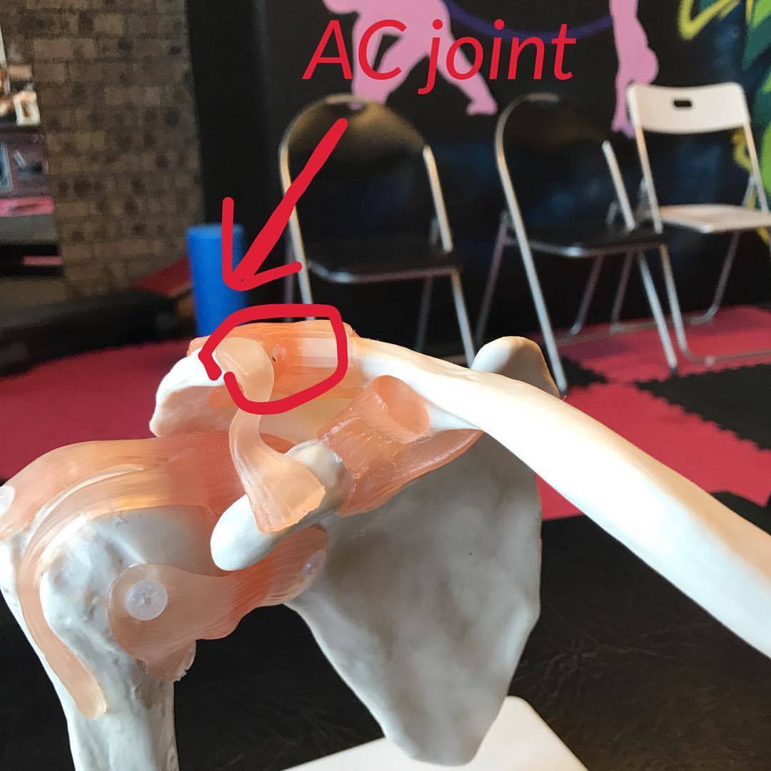 Anatomy Of Training Physiotherapy - You AC joint (acromioclavicular ...