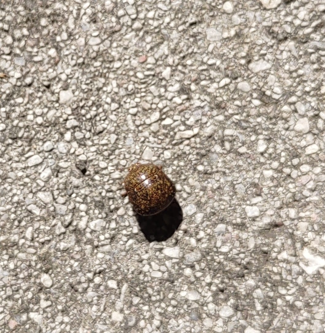 What are the little bugs everywhere that are the size of ladybugs?