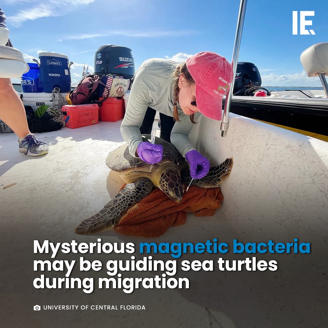 Migratory animals navigate via... - Interesting Engineering