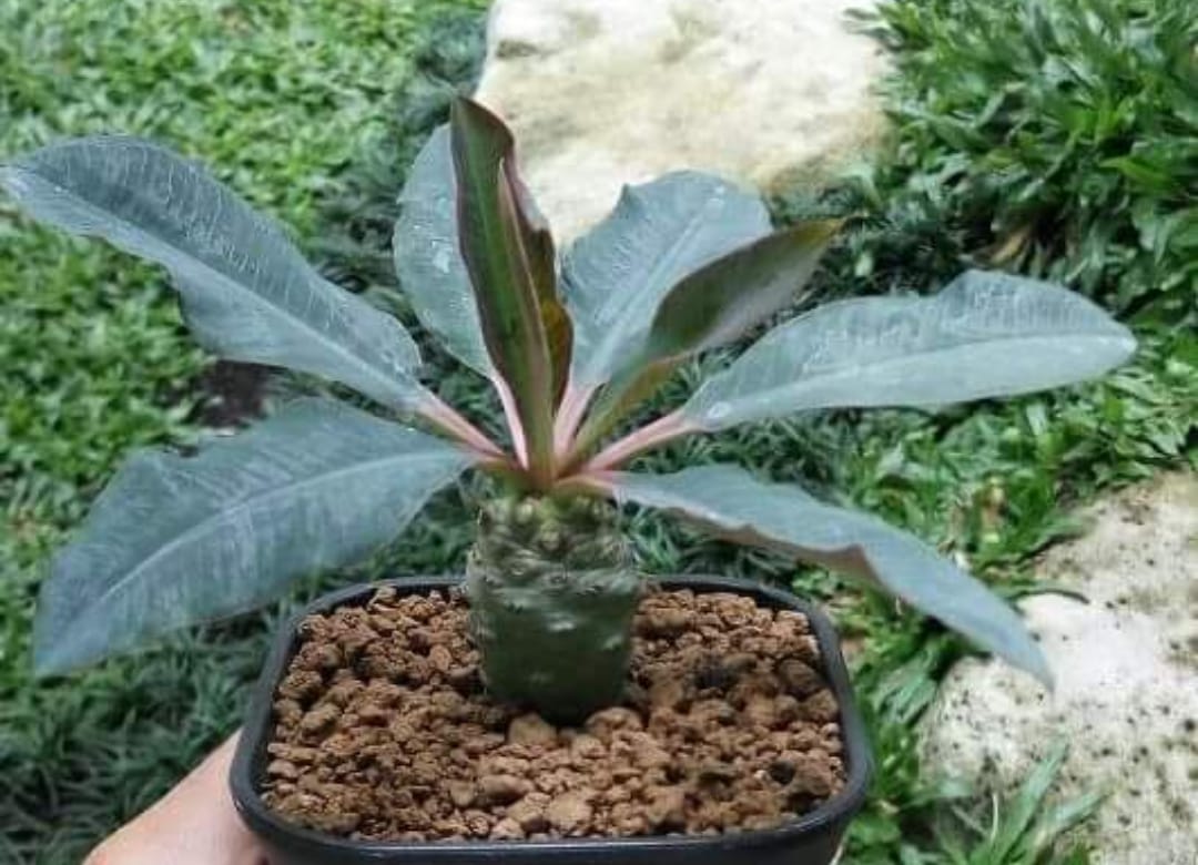 GUDANG BUNGA | Silahkan WASPADA !!! KONFIRMASI Selain REK BCA An.MARIA ...