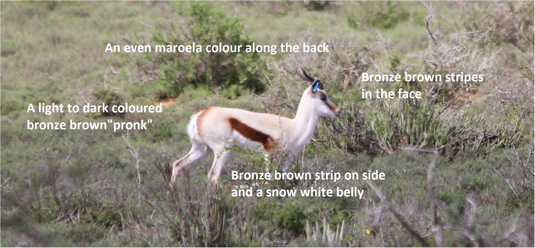 JDM Wildlife - MAROELA SPRINGBUCK: JDM Wildlife, in... | Facebook