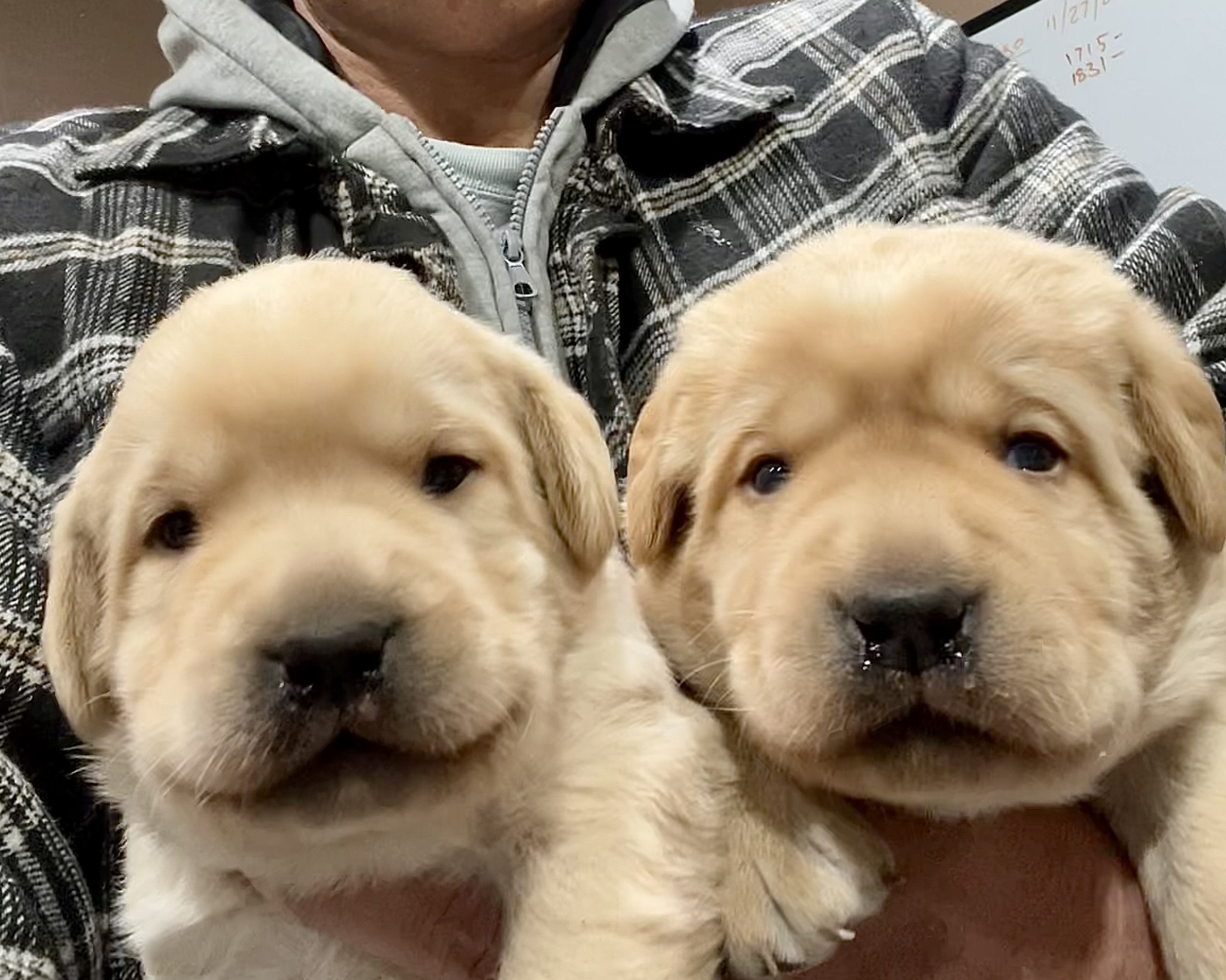 True Labradors