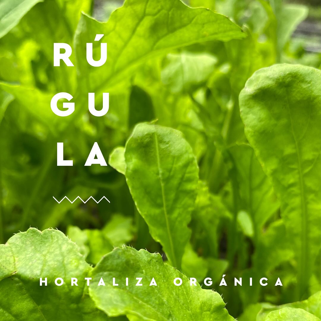 Huerta - 🌱 Rúgula orgánica: el toque perfecto de sabor y frescura para ...