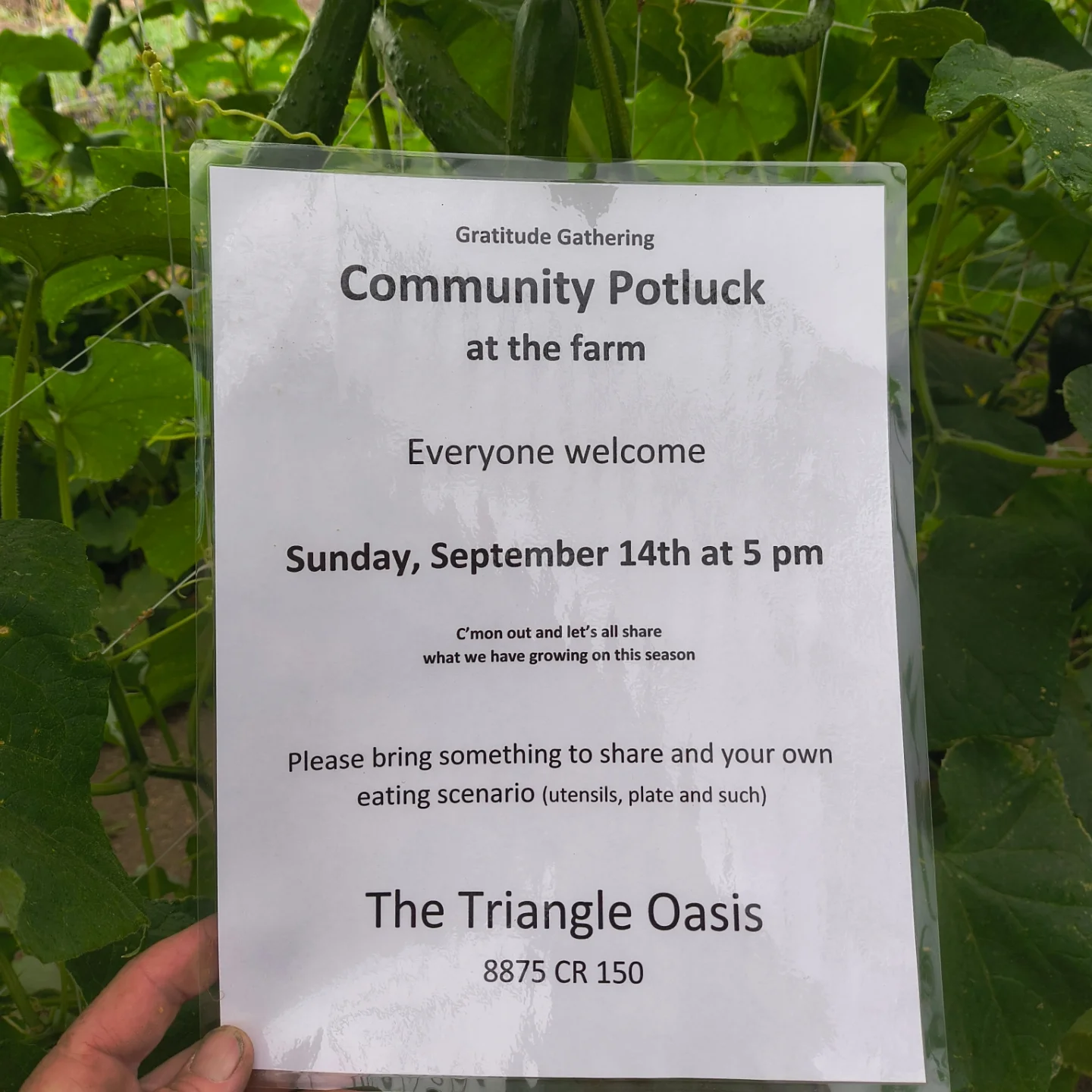 The Triangle Oasis | Salida CO
