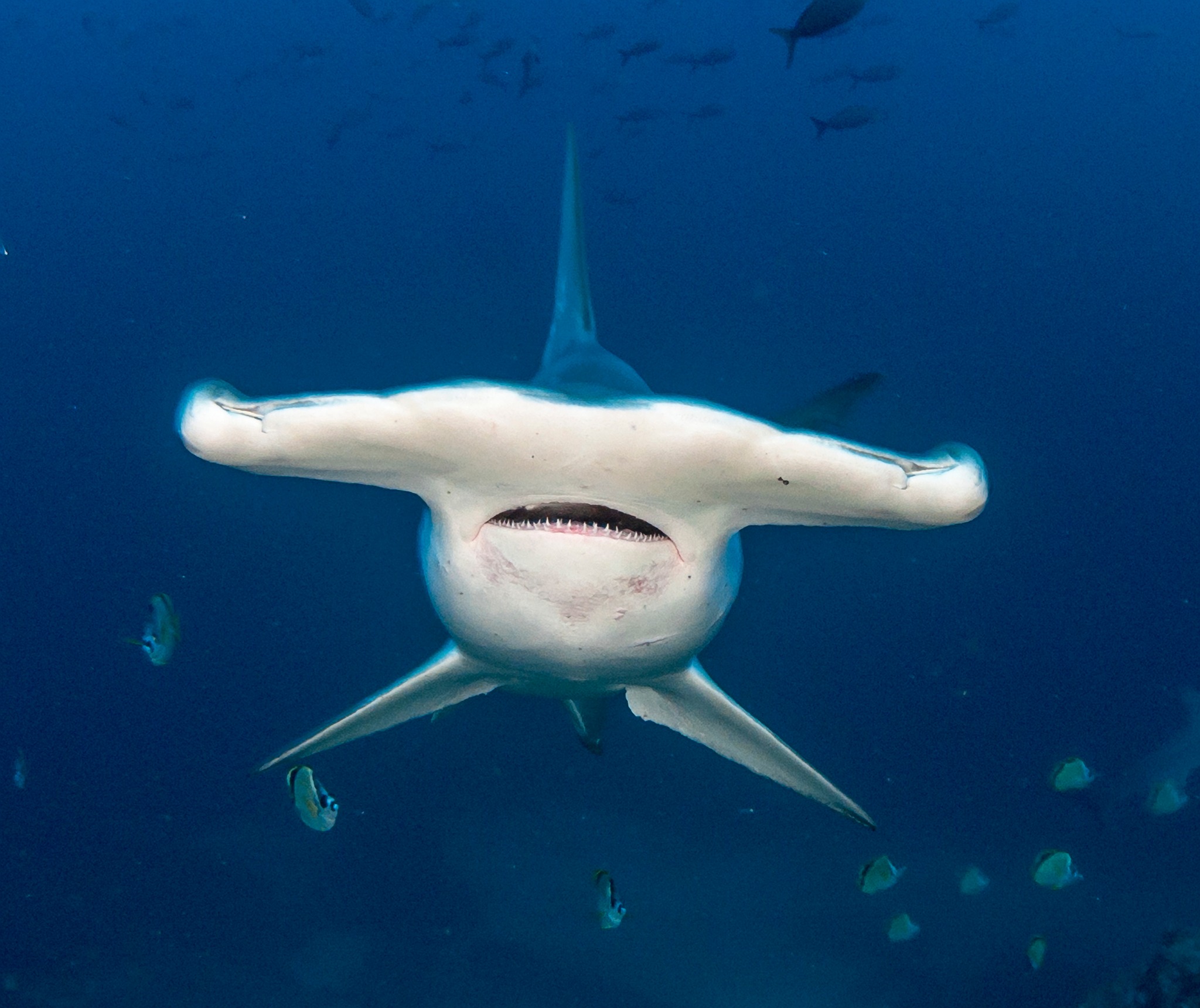 Hammerhead sharks are instantly recognizable with their distinct t