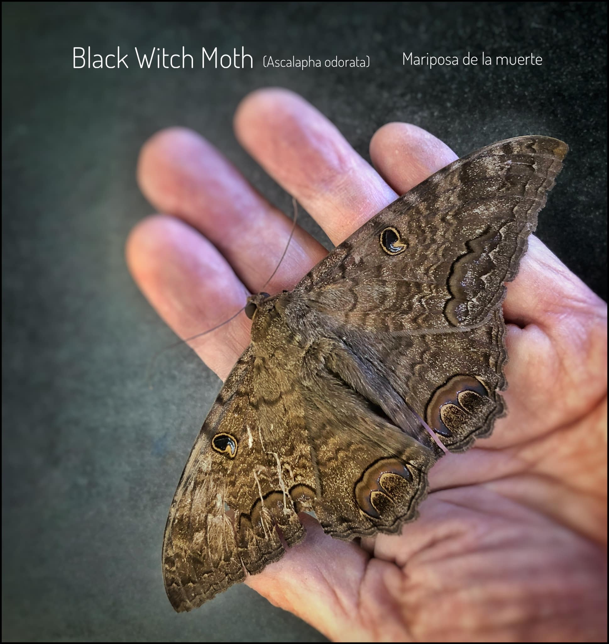 Black Witch Moth Migration and Significance in the Southwest