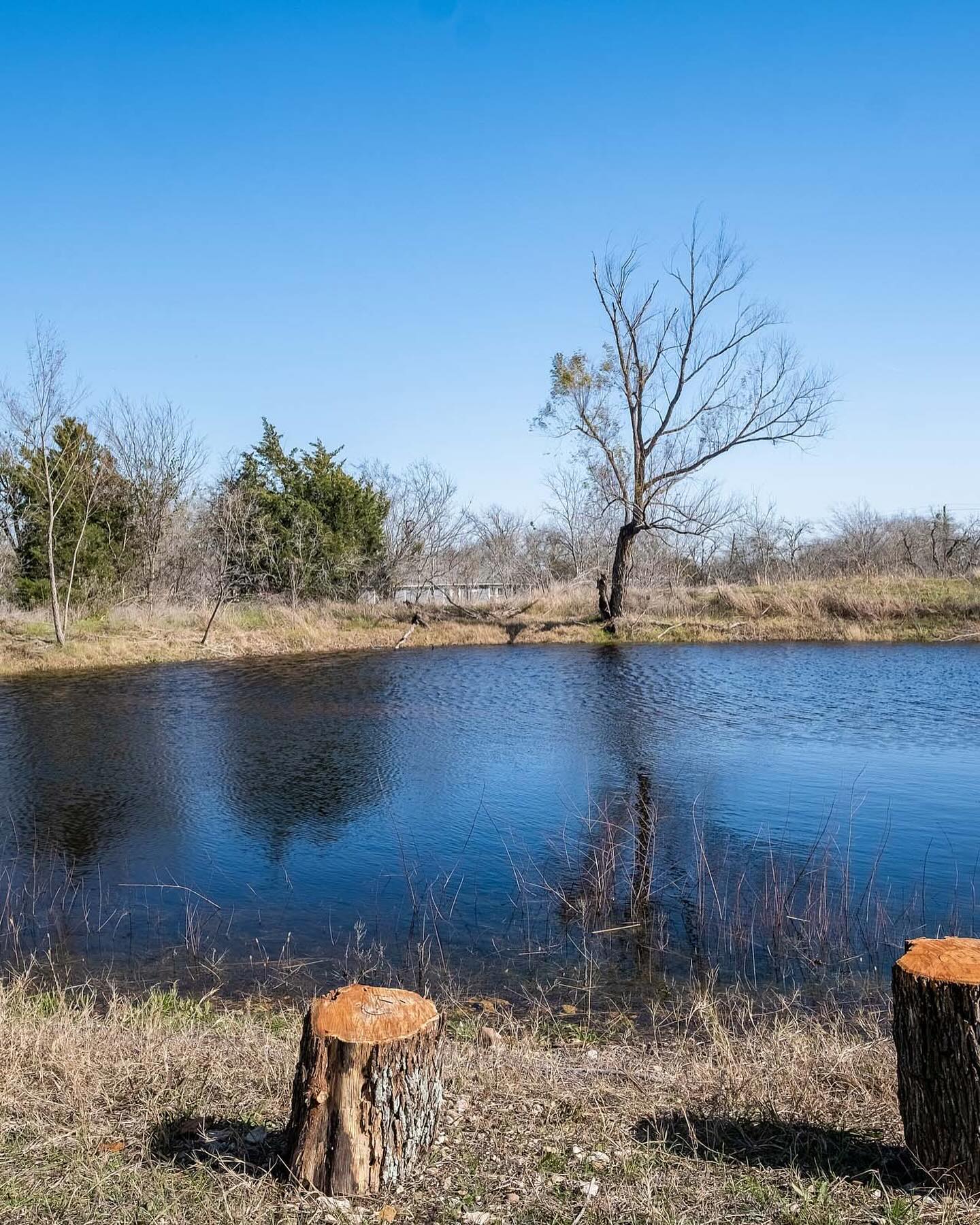 Ginger Ranch | Fredericksburg TX