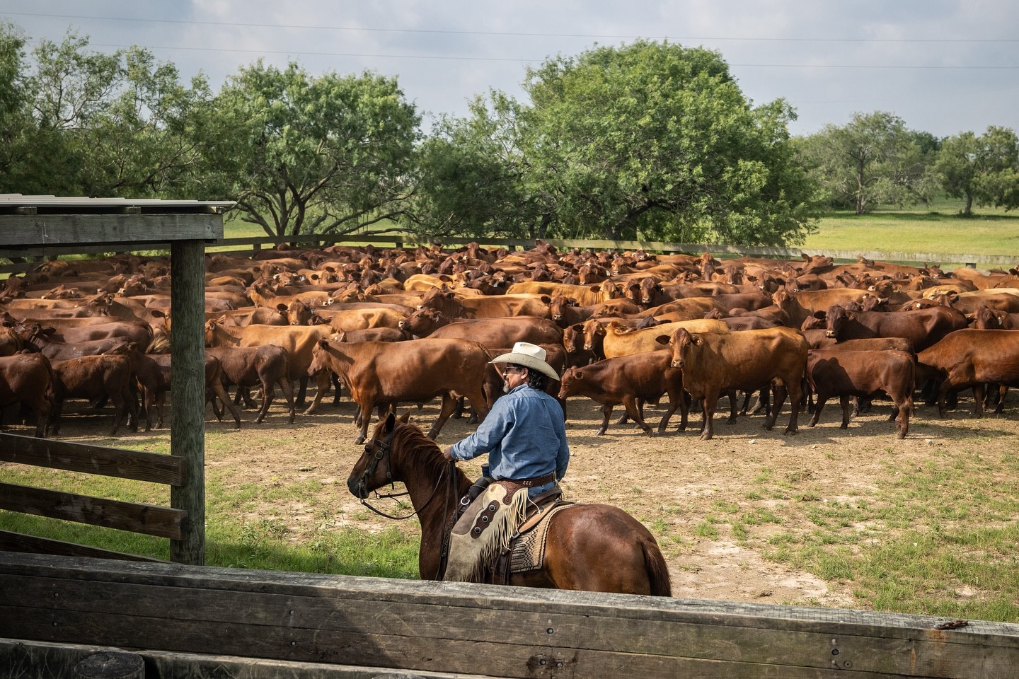 M Three Ranch Company | Red Bluff CA