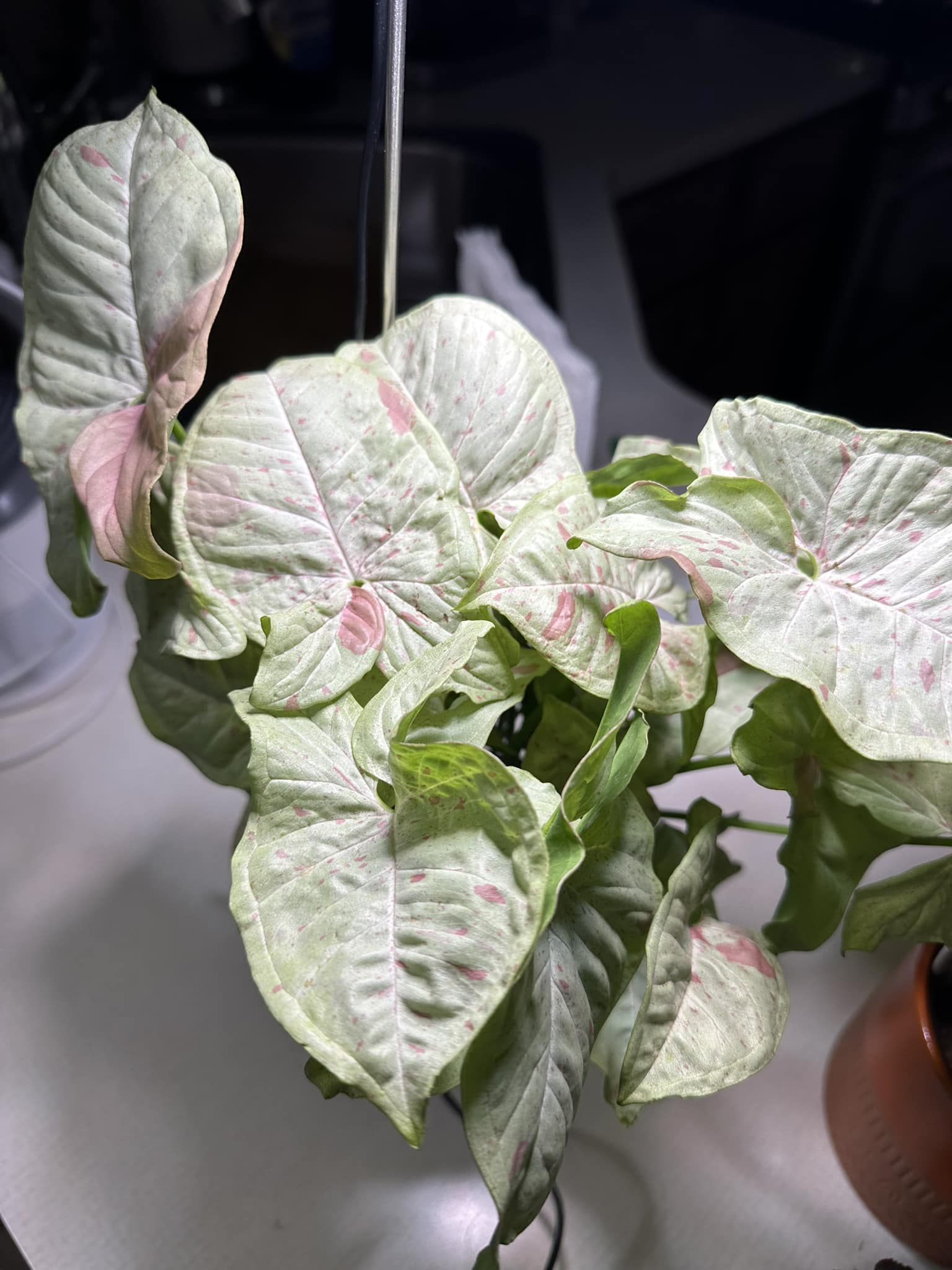 Syngonium Confetti AKA Arrowhead Plant Pink Splashed Variegated House