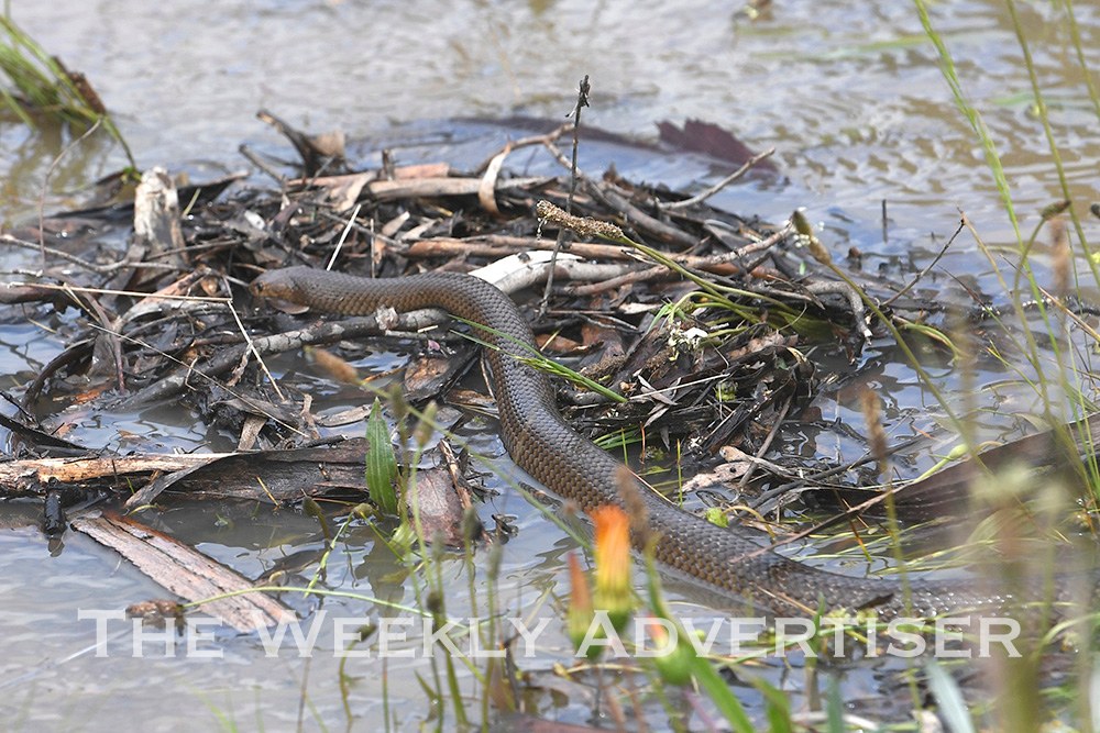 In the Wimmera, venomous snakes... - The Weekly Advertiser