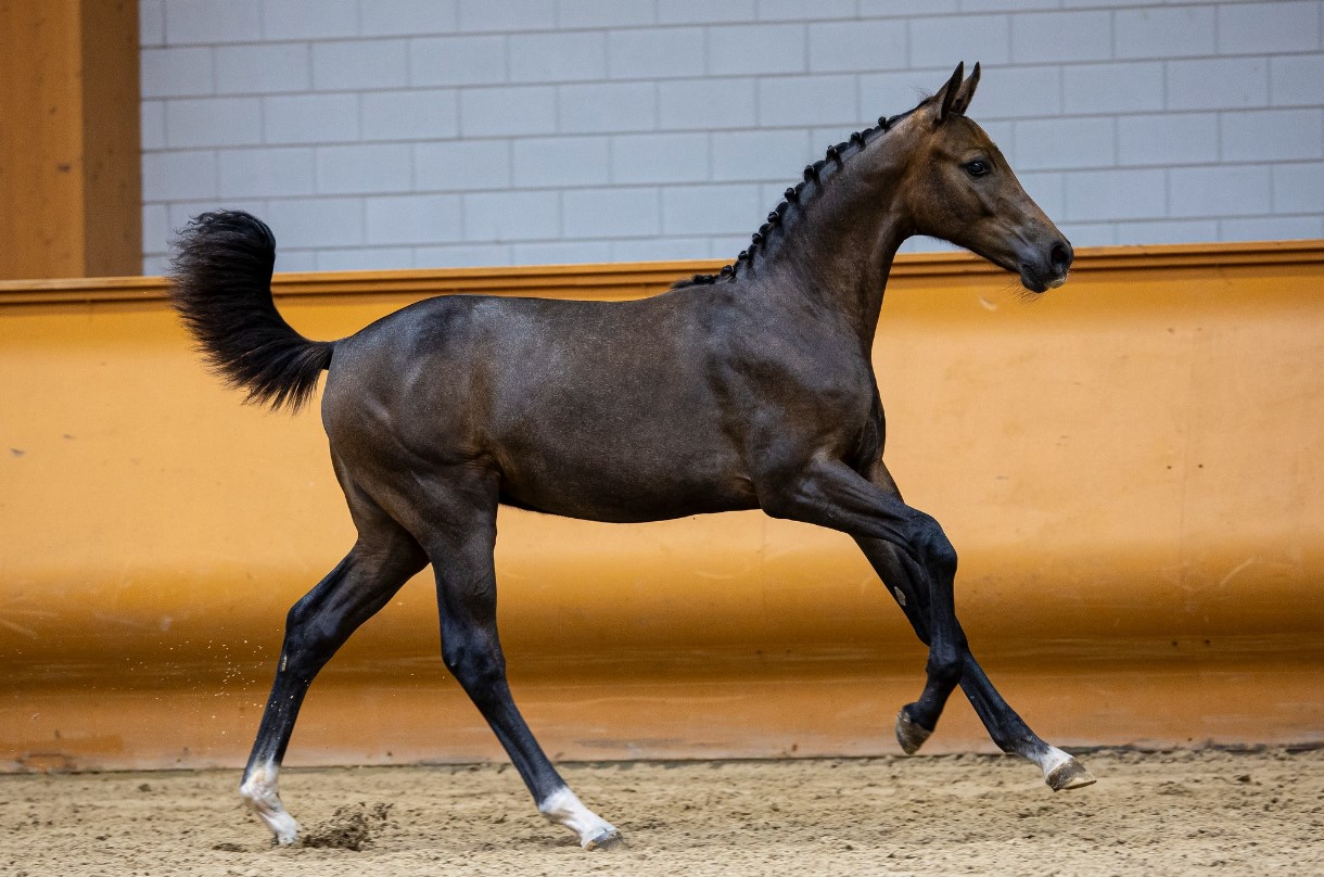 When she was a young horse in our field, I could already tell she