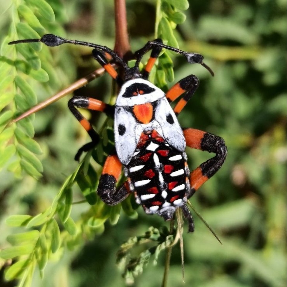Tutubixi