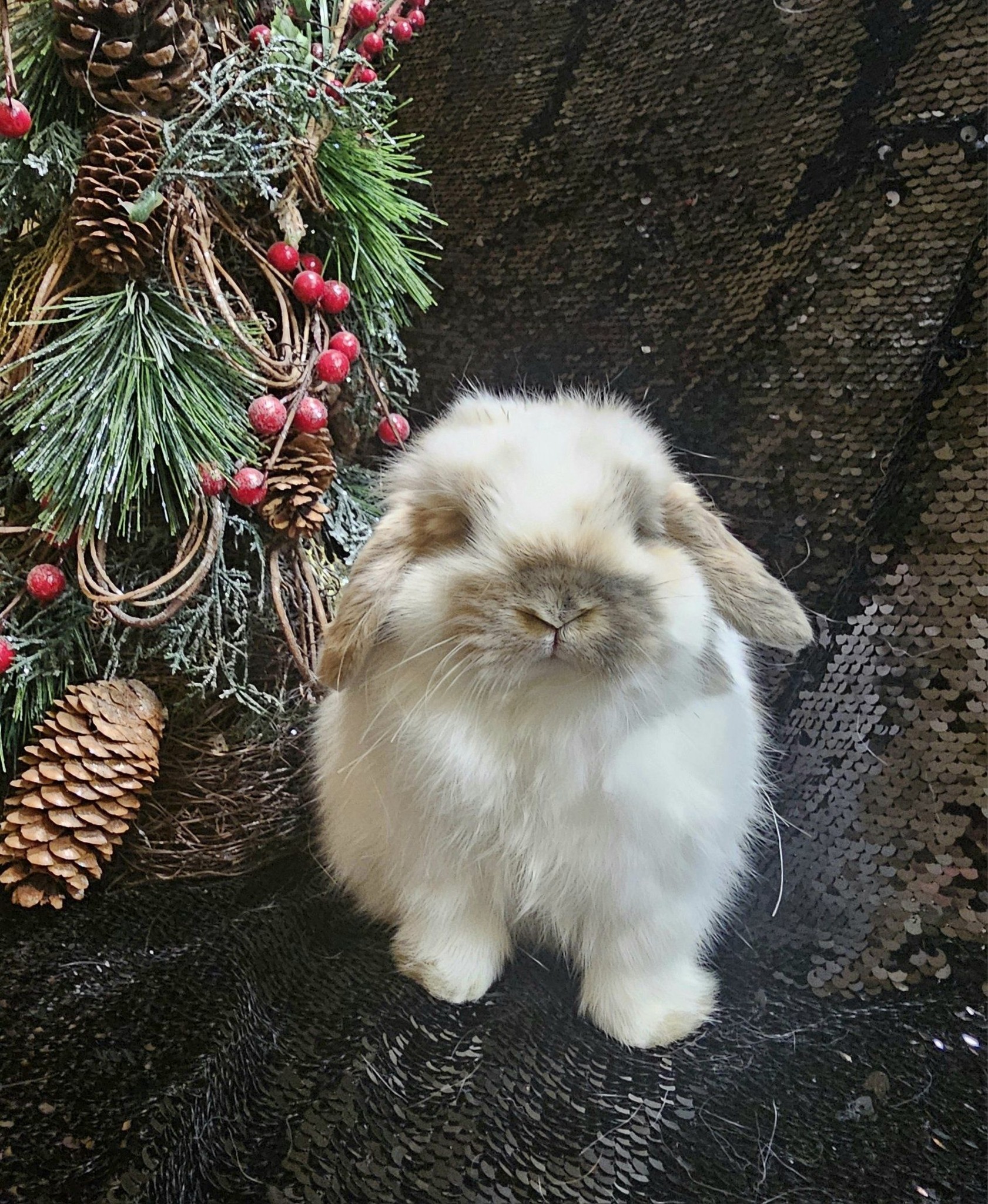 Two more nights and it will... - Stoney Creek Rabbits | Facebook