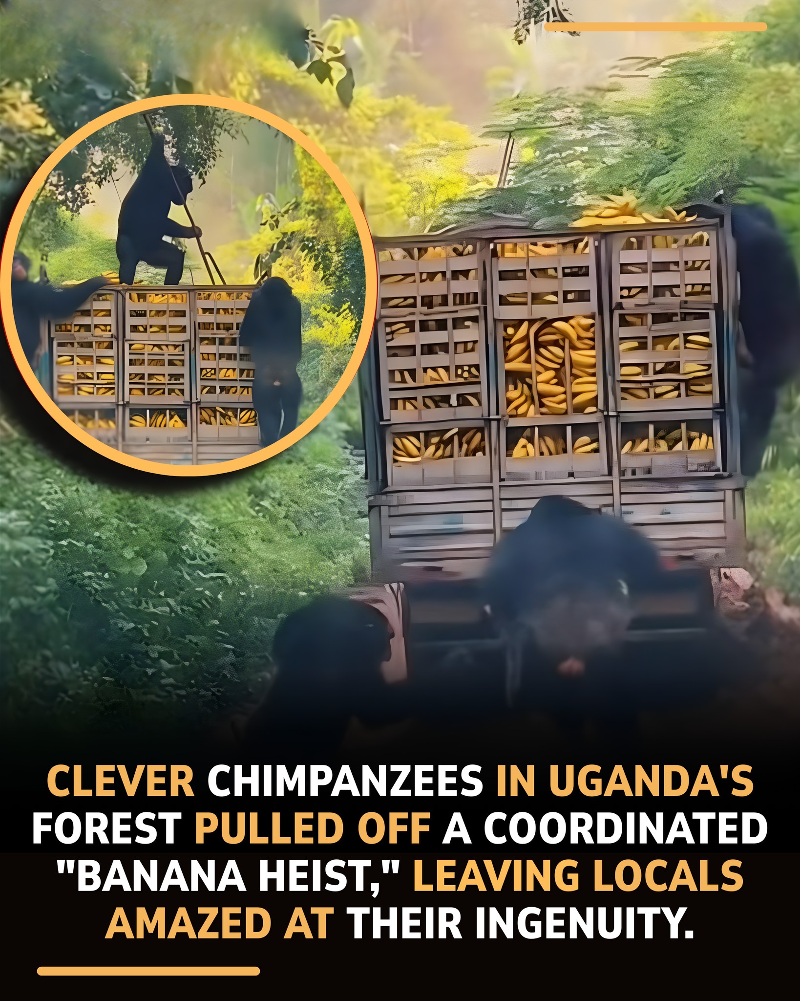 Titan-Alpha - In Uganda’s Kibale Forest, drivers were stunned as a ...