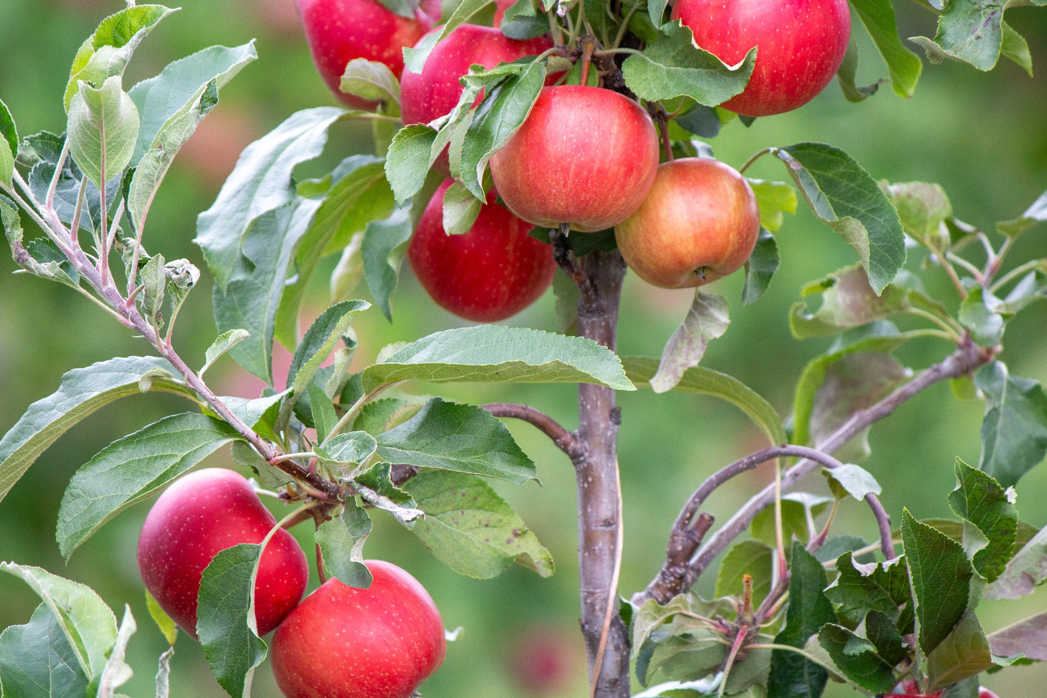 🍎 Our fruit of the week is the Gala... - Champlain Orchards