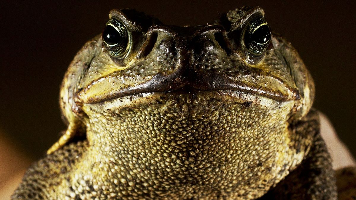 Naples - Cane toads, aka bufo toads, in Florida secrete a toxin that ...