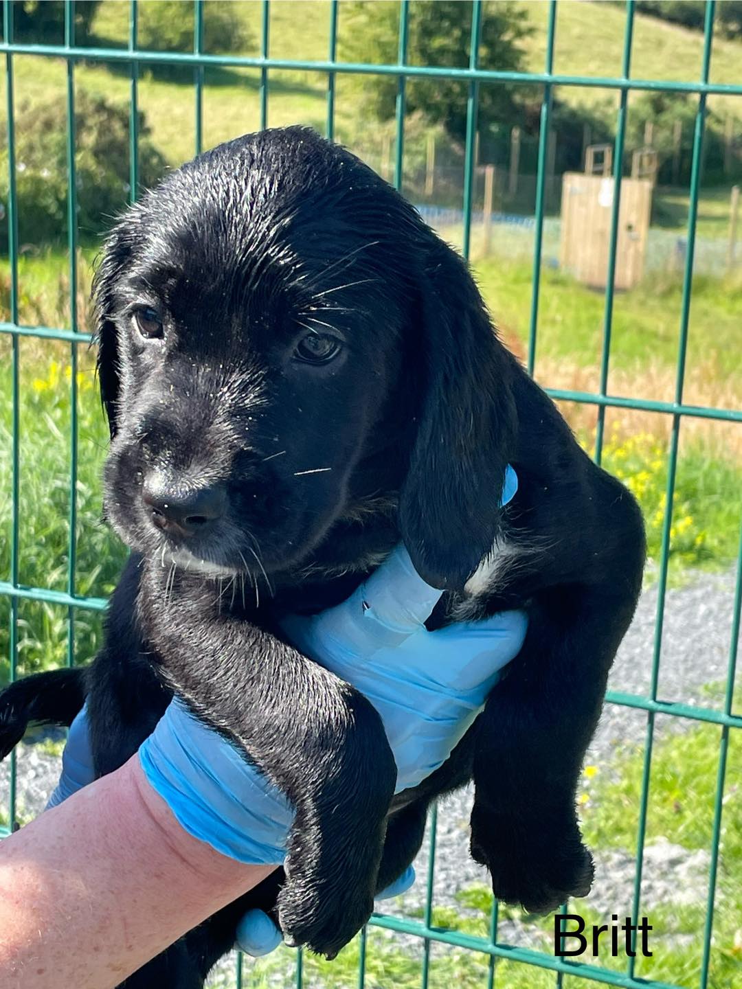libertys-little-the-barn-animal-rescue-newtownards