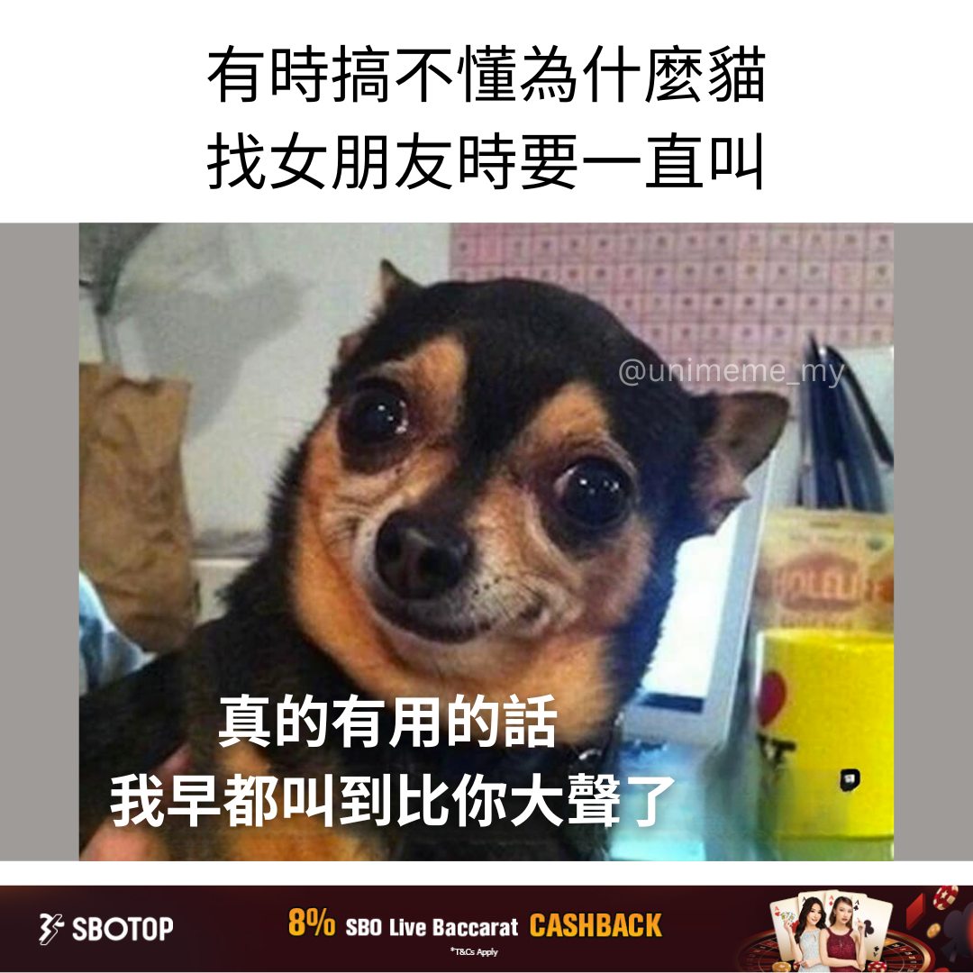 比你大声100倍 . IG: unimeme_my . . #梗... - 讲鸟话迷迷 Bird Talk Meme | Facebook