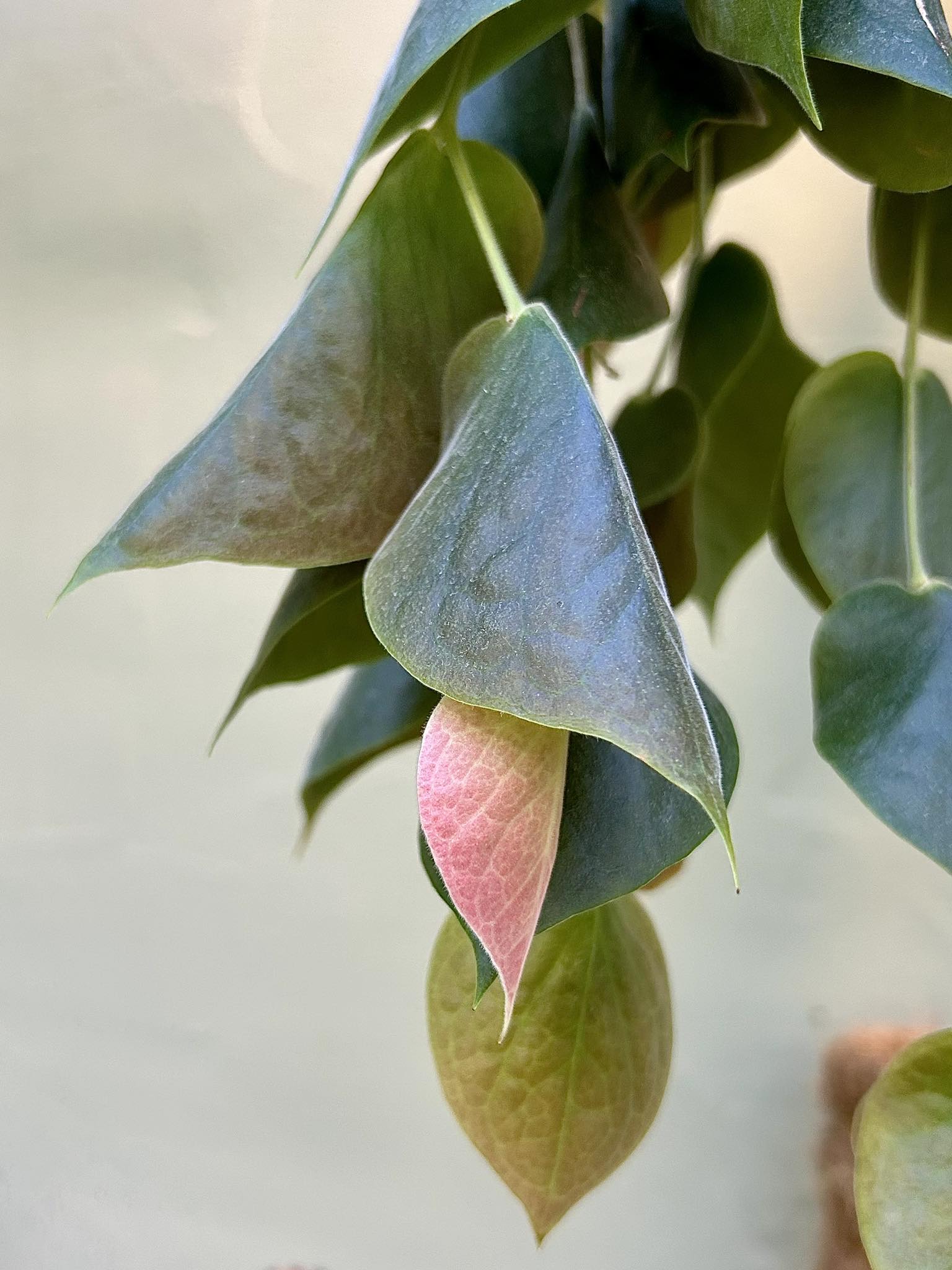 その他観葉植物 ceratostema pendens 3 その他観葉植物 ceratostema pendens 3 観葉植物 ceratostema pendens 3