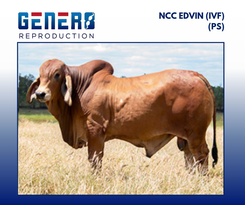 NCC Edvin (IVF)(PS) NCC Edvin is a... - Gener8 Reproduction
