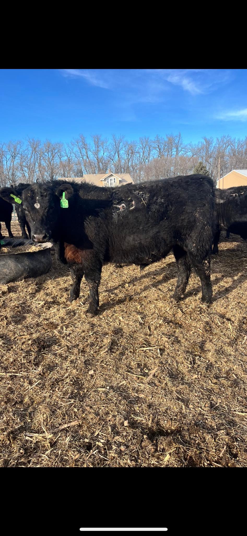 We have... - Eszlinger Ranch Black Angus and Quarter Horses | Facebook