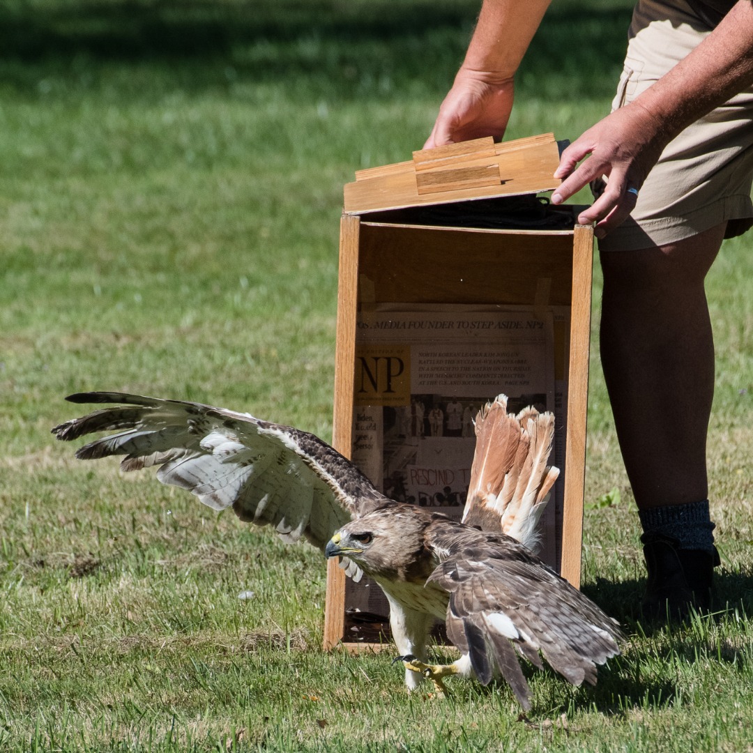 Grounded and unable to fly, this red-tailed hawk was found leaning ...