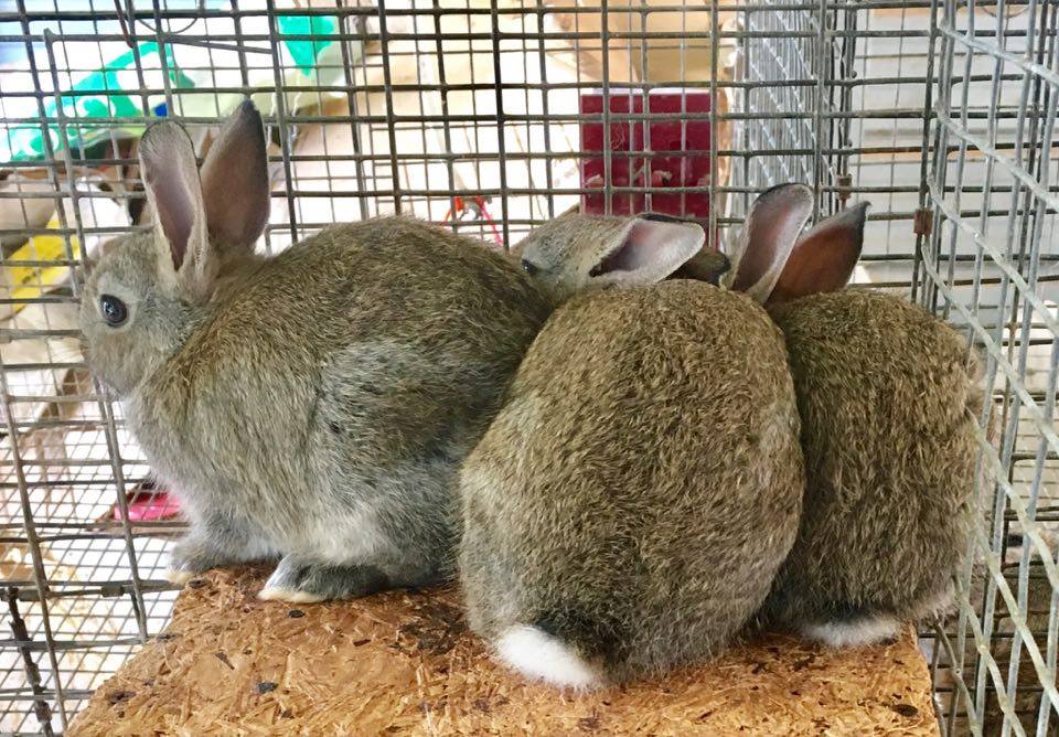 Country woods rabbitry