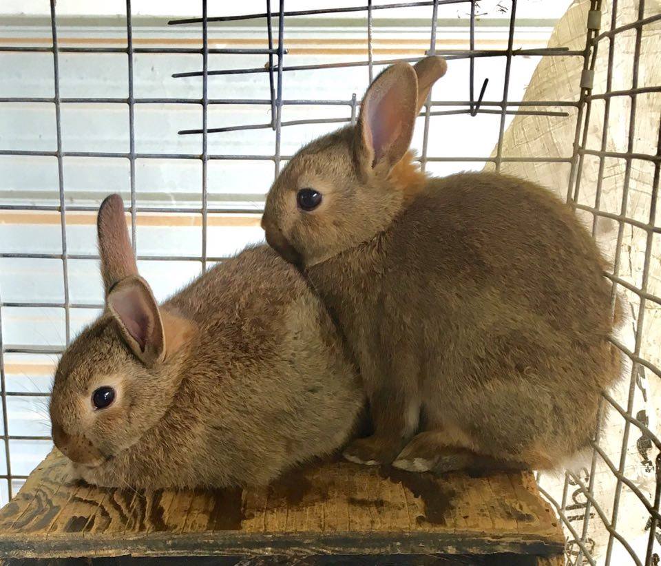 Country woods rabbitry