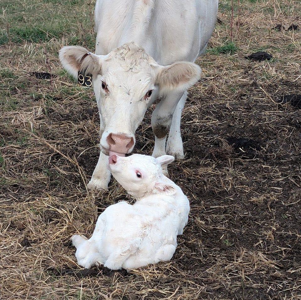 J/K Charolais Ranch | Colfax WI