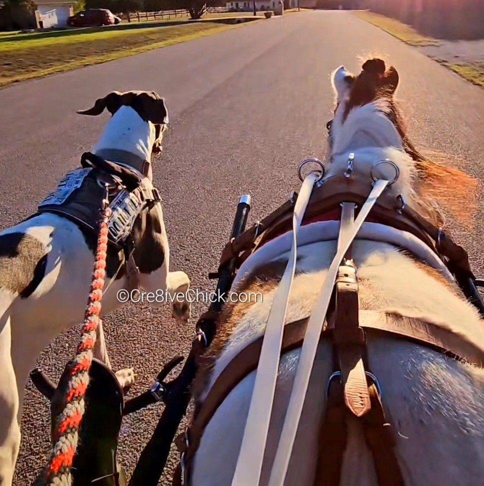 Multitasking is a must 🤷‍♀️ #multitasking #Minihorse #greatdane # ...