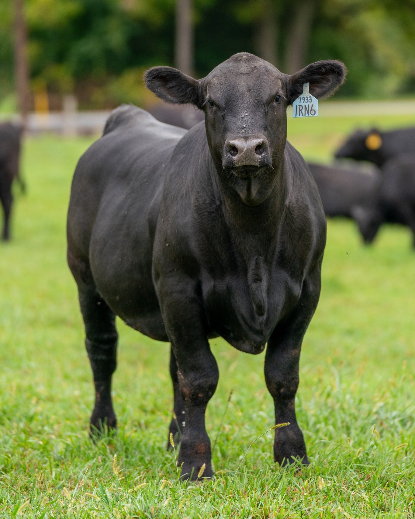 Clark Farms Angus | Hustontown PA