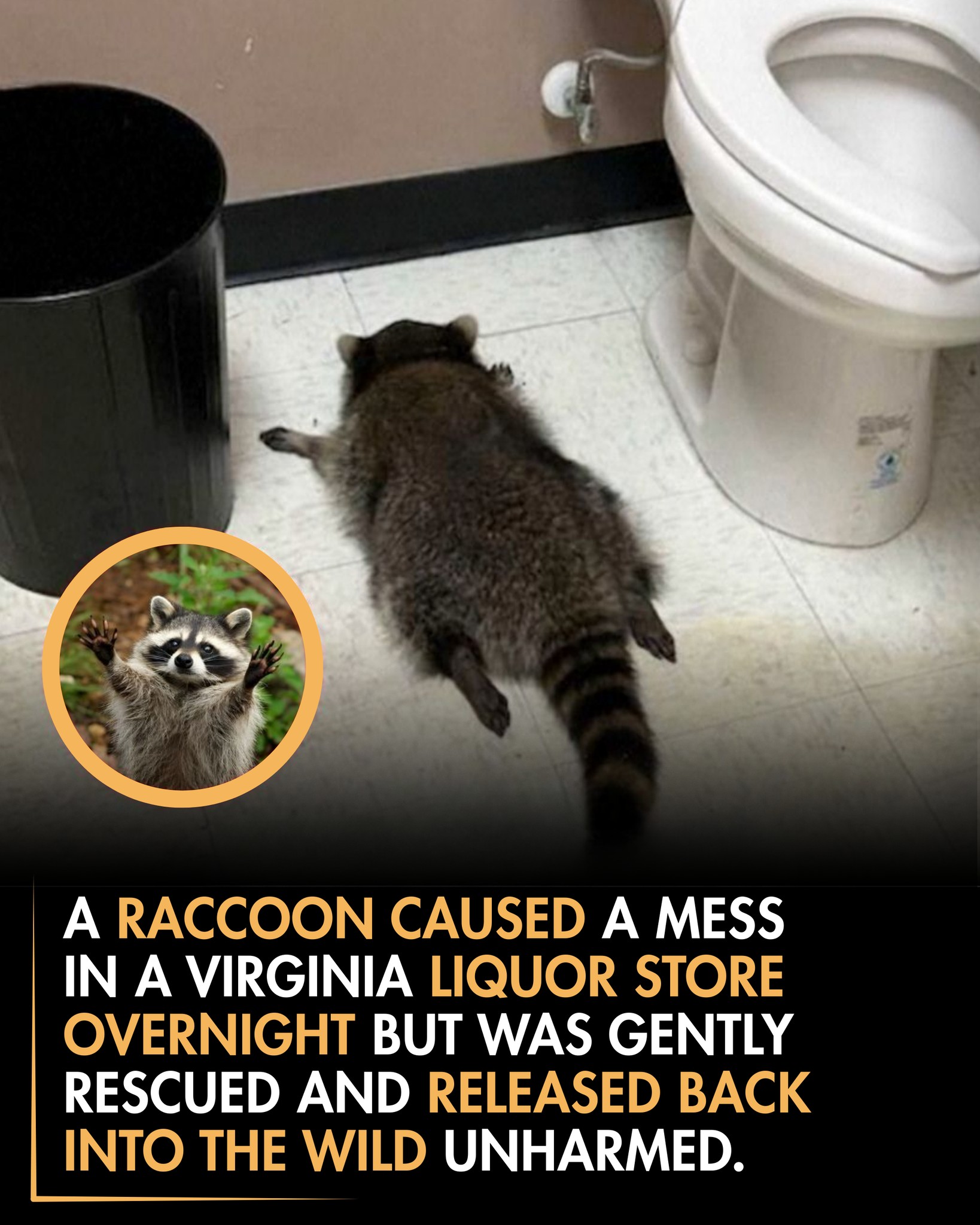 Roars - One quiet night, a raccoon wandered into a Virginia liquor ...