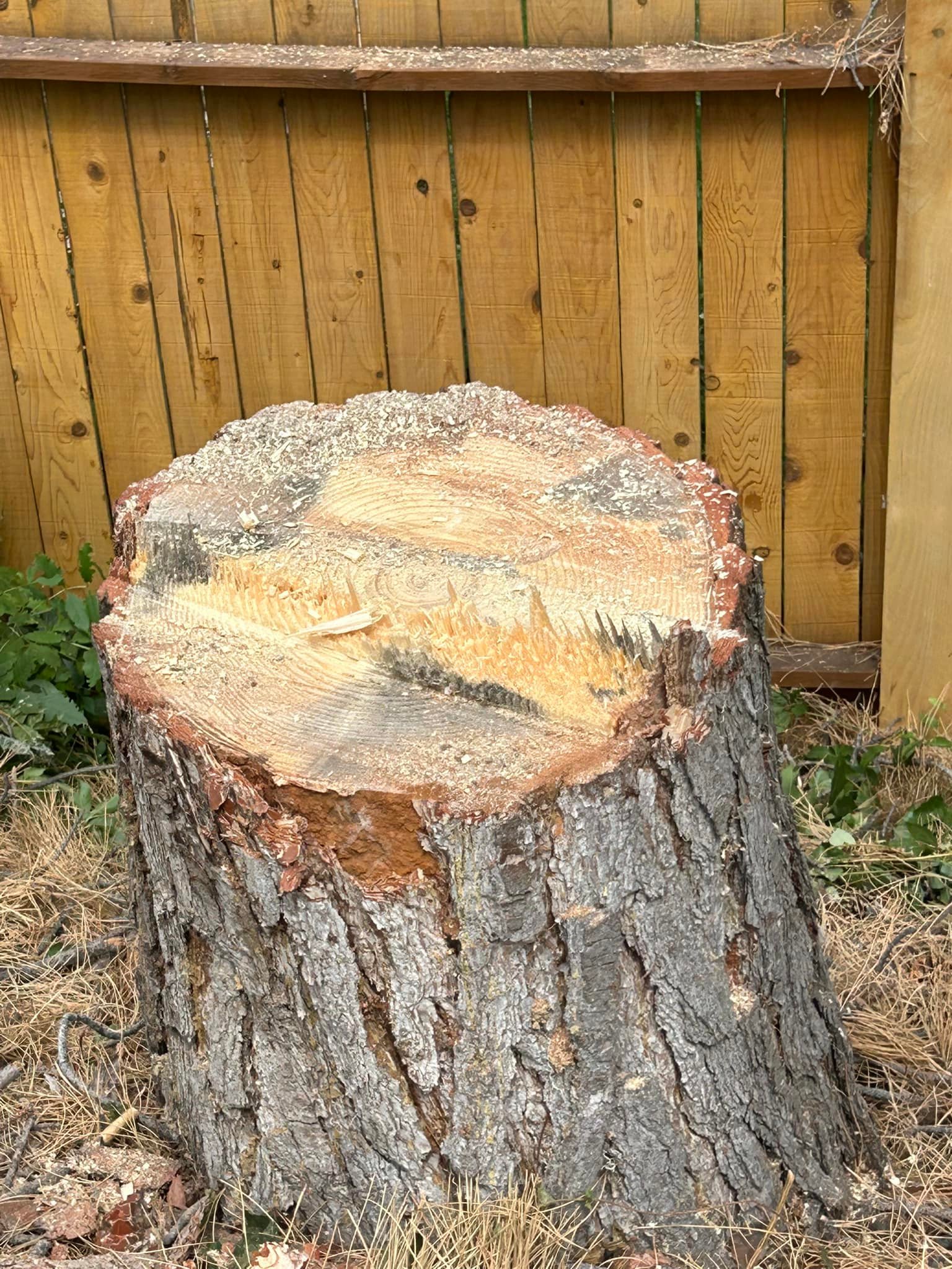 Weber Davis Tree Service | Ogden UT