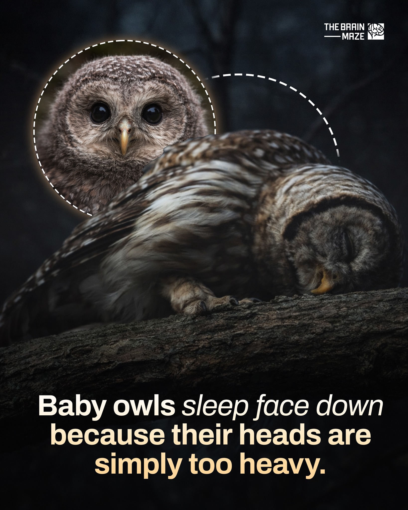 The Brain - Baby owls sometimes sleep face down because their heads are ...