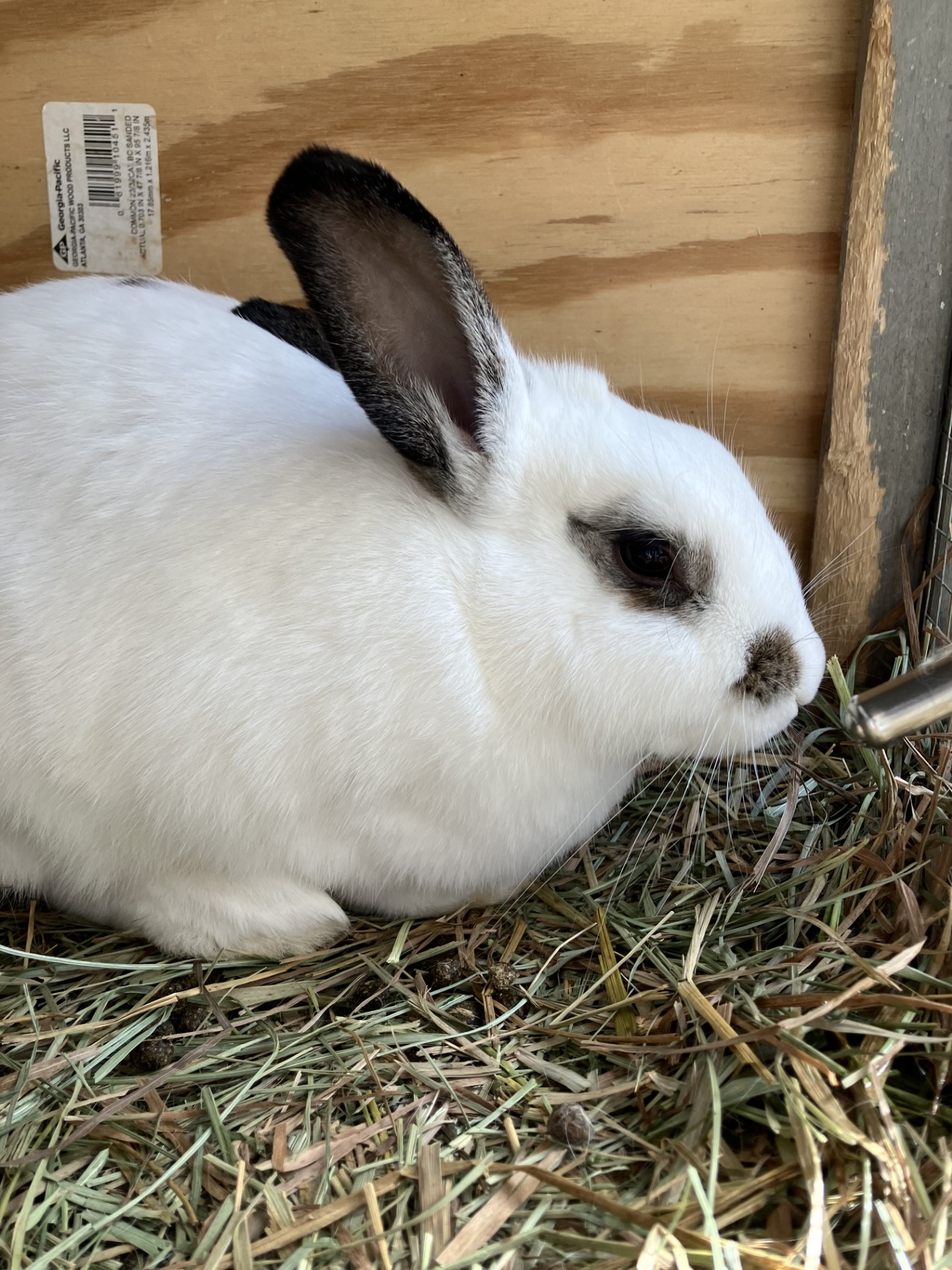 Michigan Rabbit Rehoming and Rescue Network | Girl | Facebook