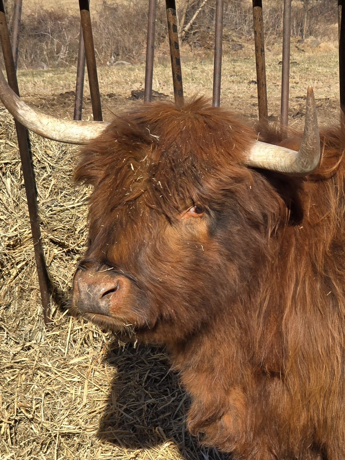 Rockin R Ranch Cattle Co