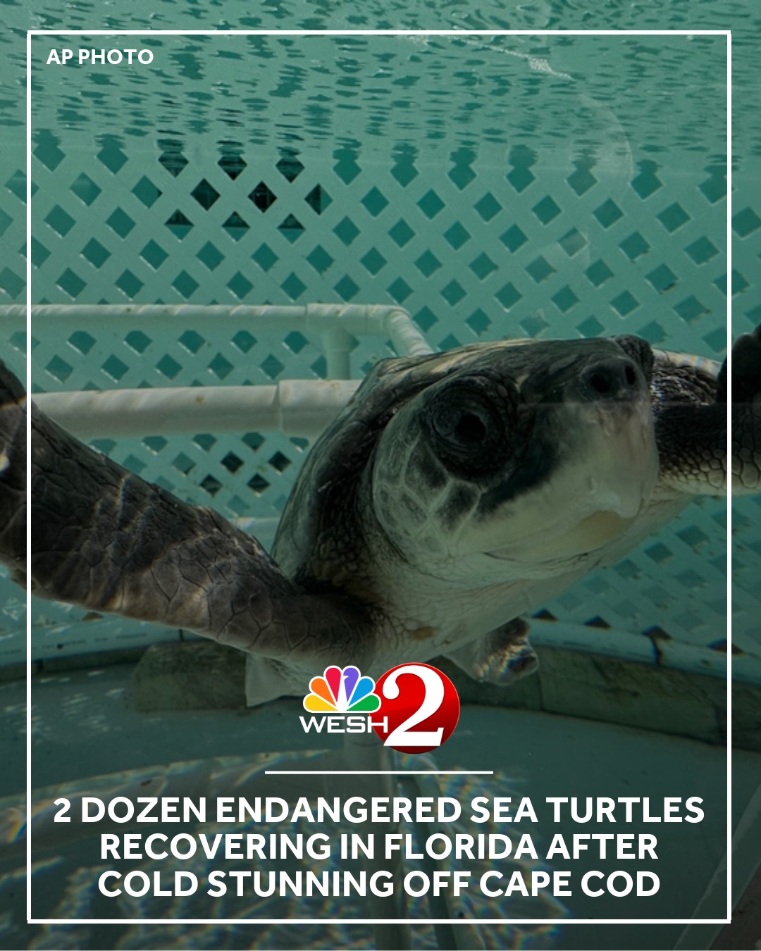 WESH - Two dozen Kemp's ridley sea turtles are rehabilitating in ...